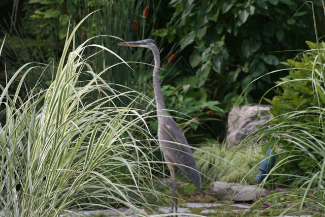 Great Blue Heron in our back yard.