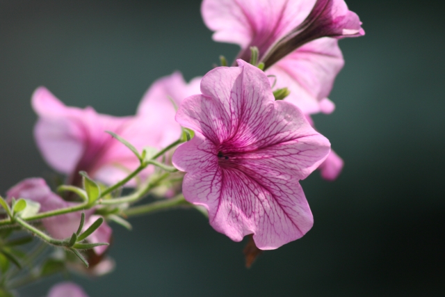 Hanging petunias in our backyard.