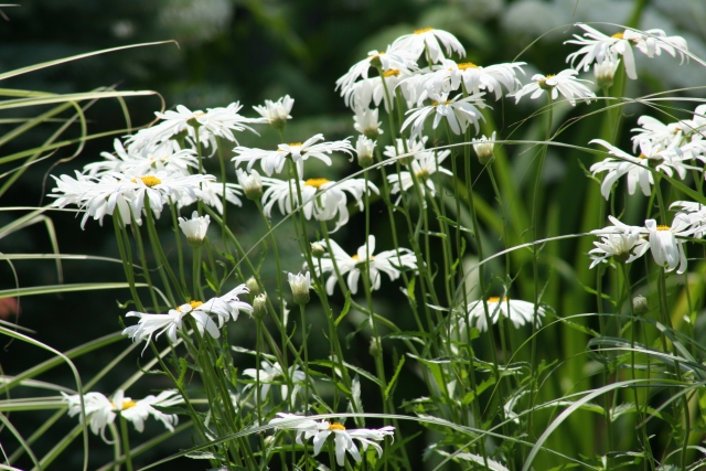 Shasta Daisys in our backyard.