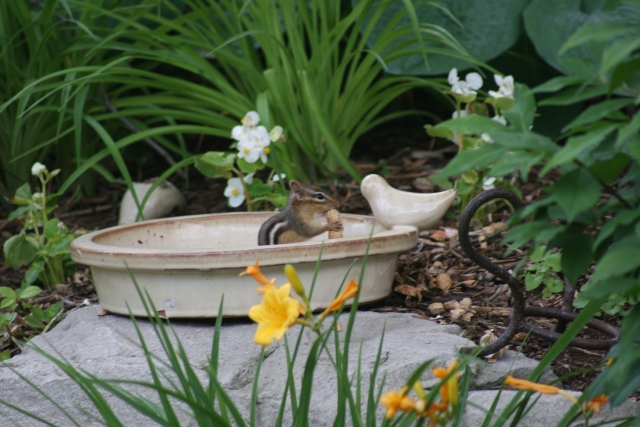 Our resident chipmonk eating peanuts we left out for him